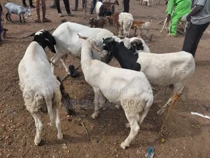 Healthy Sheep and Goats