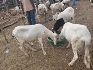 Healthy Sheep and Goats