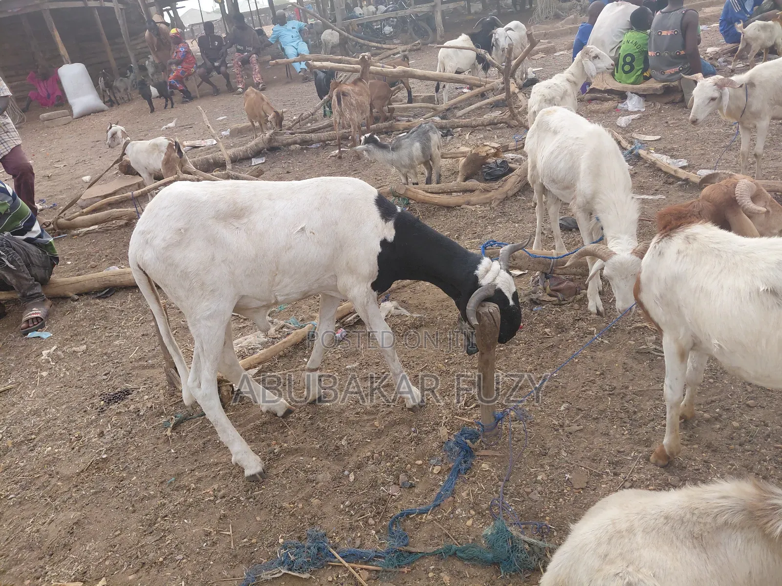 Healthy Sheep and Goats