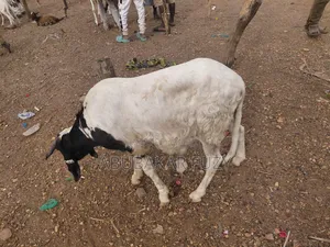 Healthy Sheep and Goats