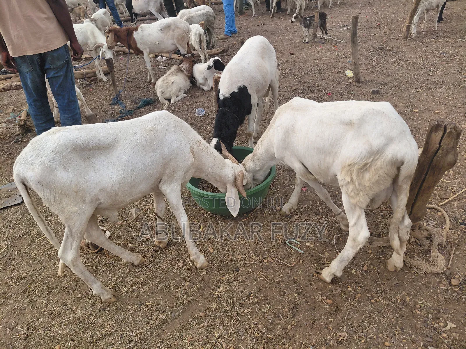 Healthy Sheep and Goats