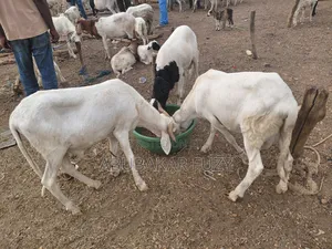 Healthy Sheep and Goats