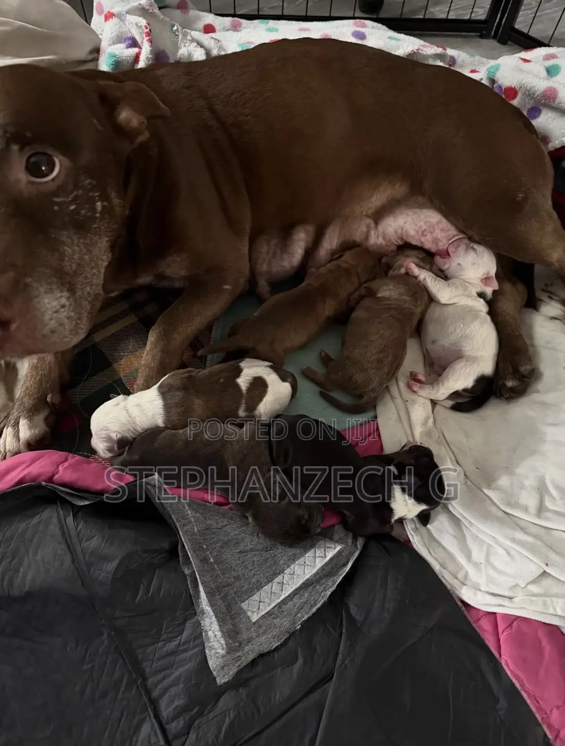 1-3 months Female Purebred American Bully