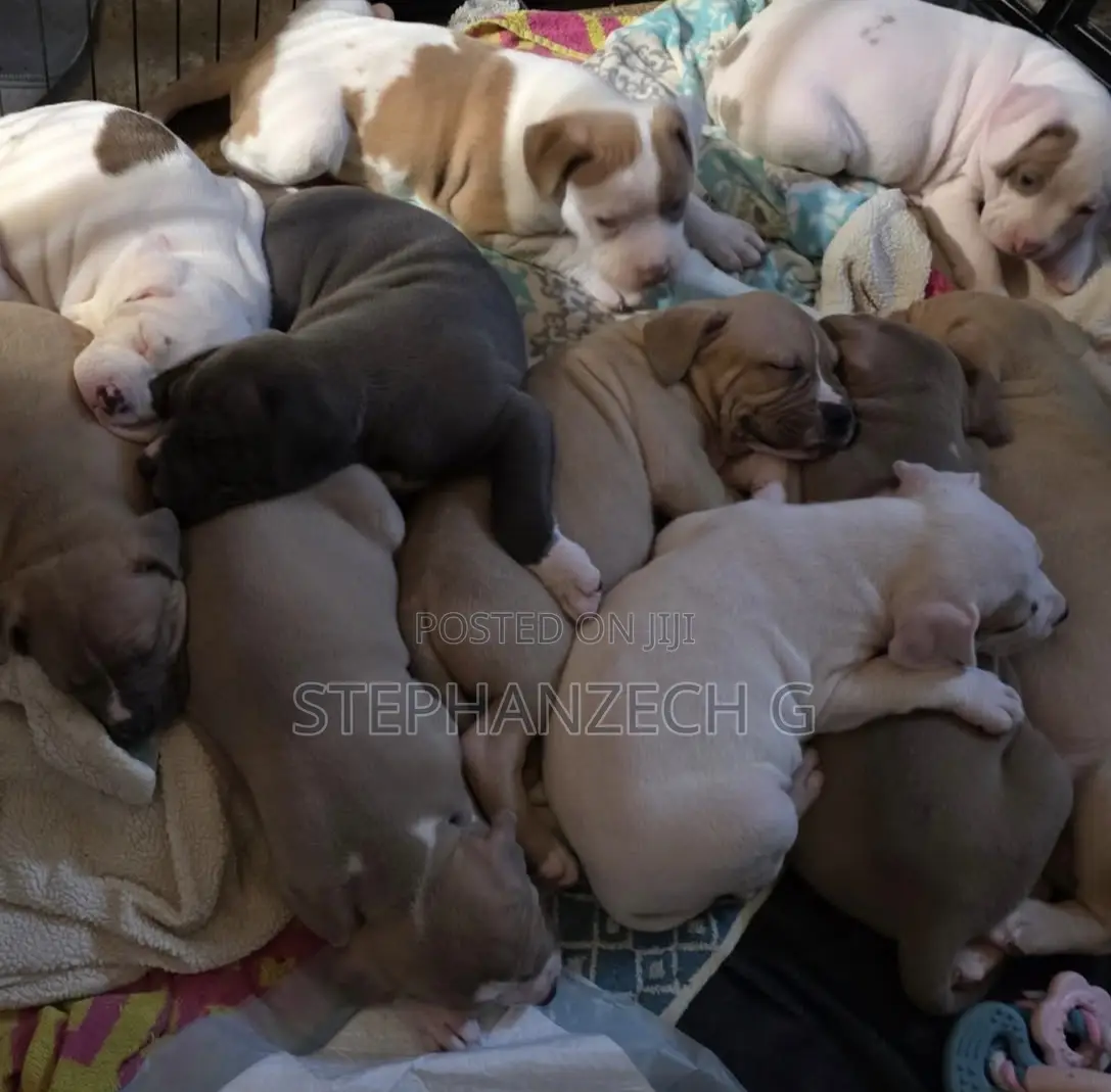 0-1 month Female Purebred American Bully