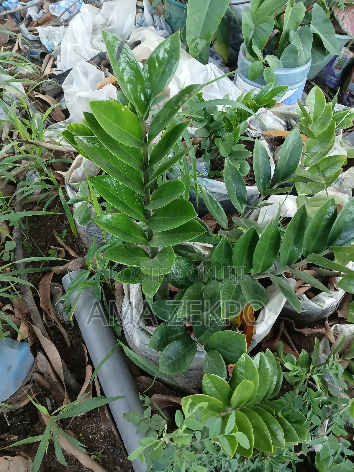 Zz Flowers
