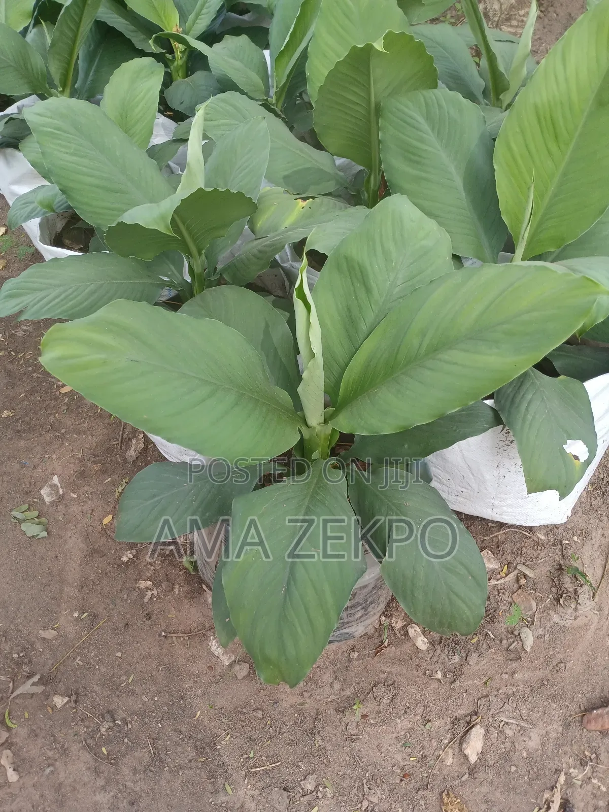 Peace Lily Flower