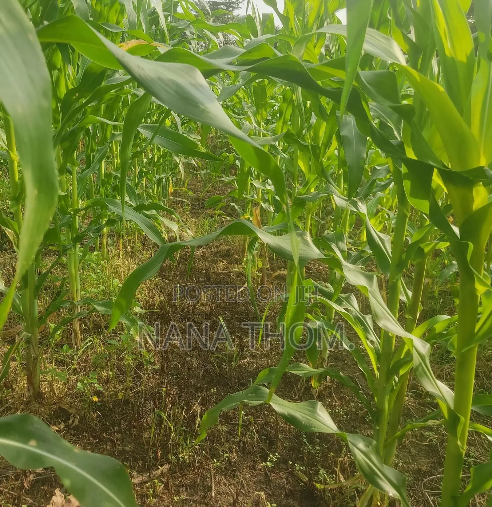Farm Manager