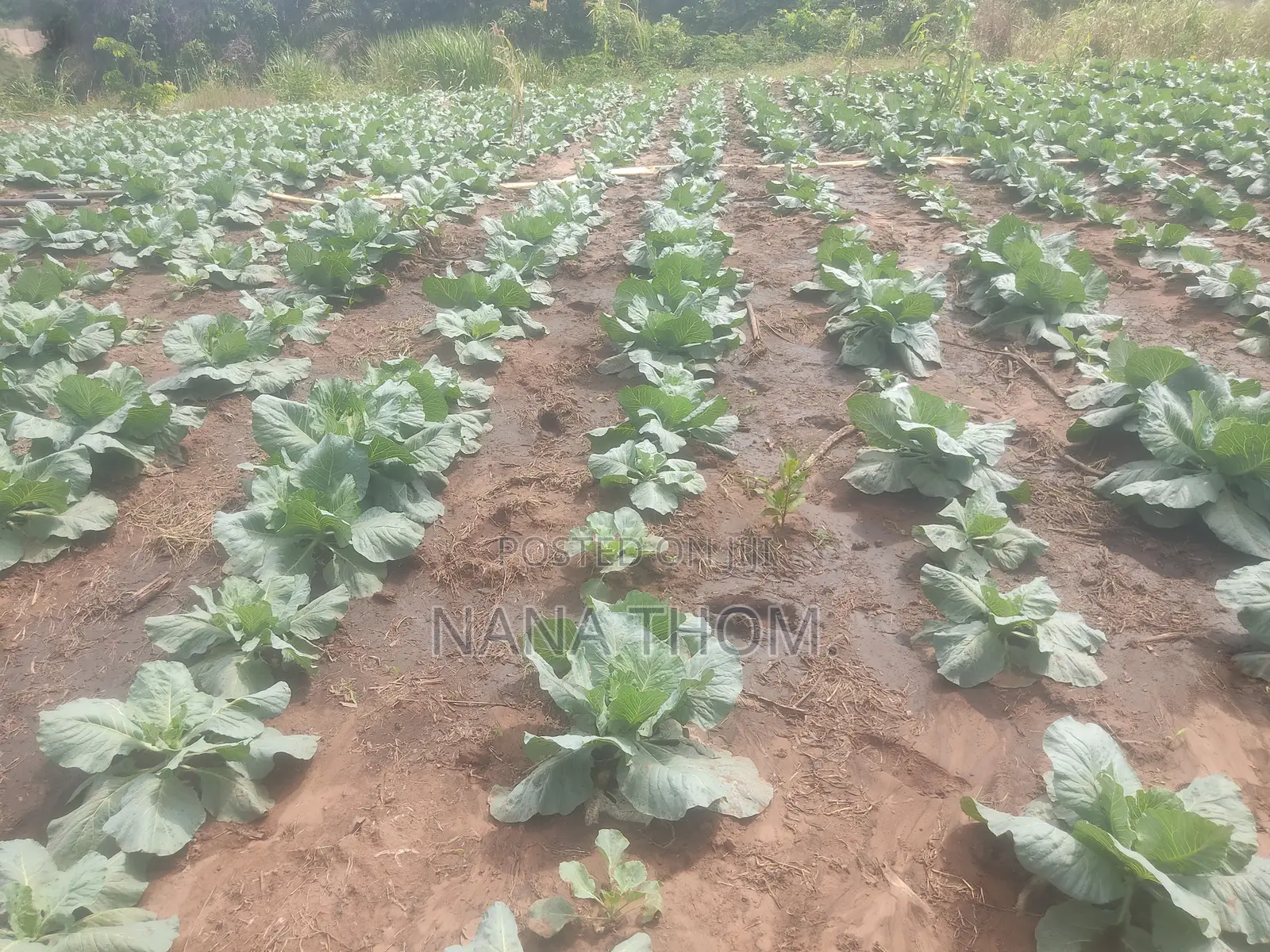Farm Manager