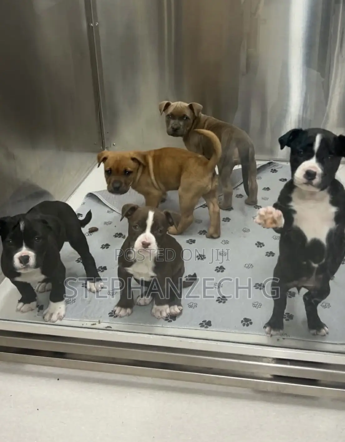 0-1 month Female Purebred American Bully