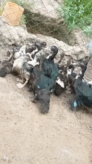 Muscovy Ducks  for Sale