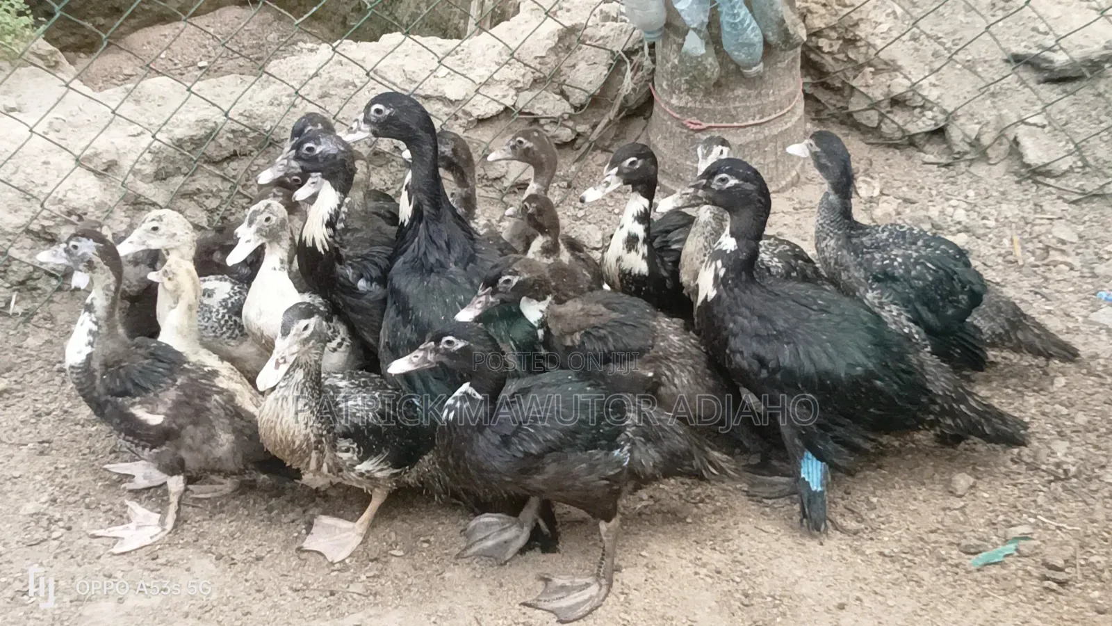 Muscovy Ducks  for Sale