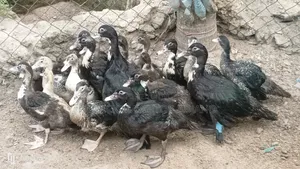 Muscovy Ducks  for Sale