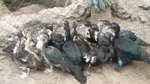 Muscovy Ducks  for Sale