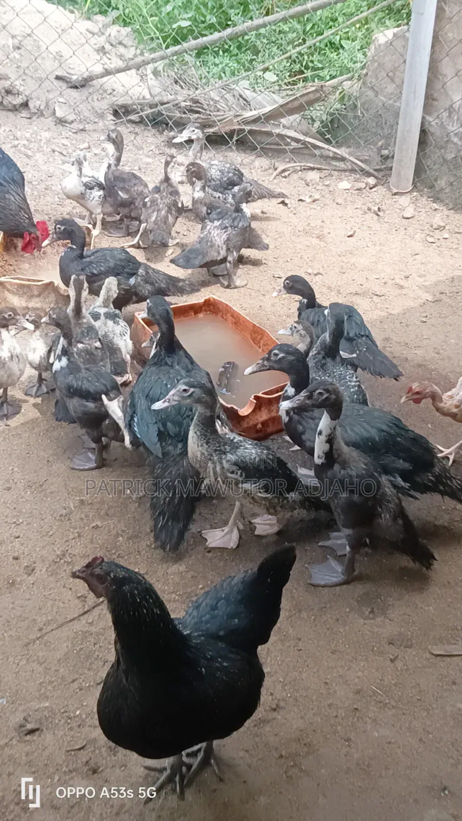 Muscovy Ducks  for Sale