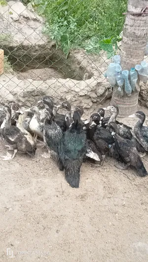 Muscovy Ducks  for Sale