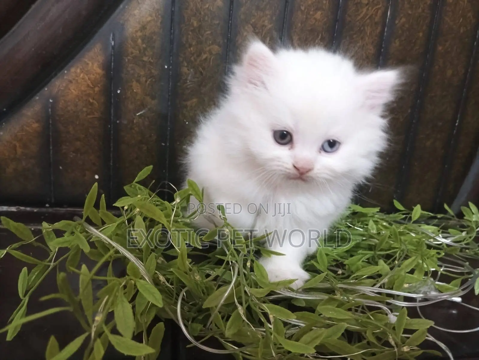 1-3 months Male Purebred Persian