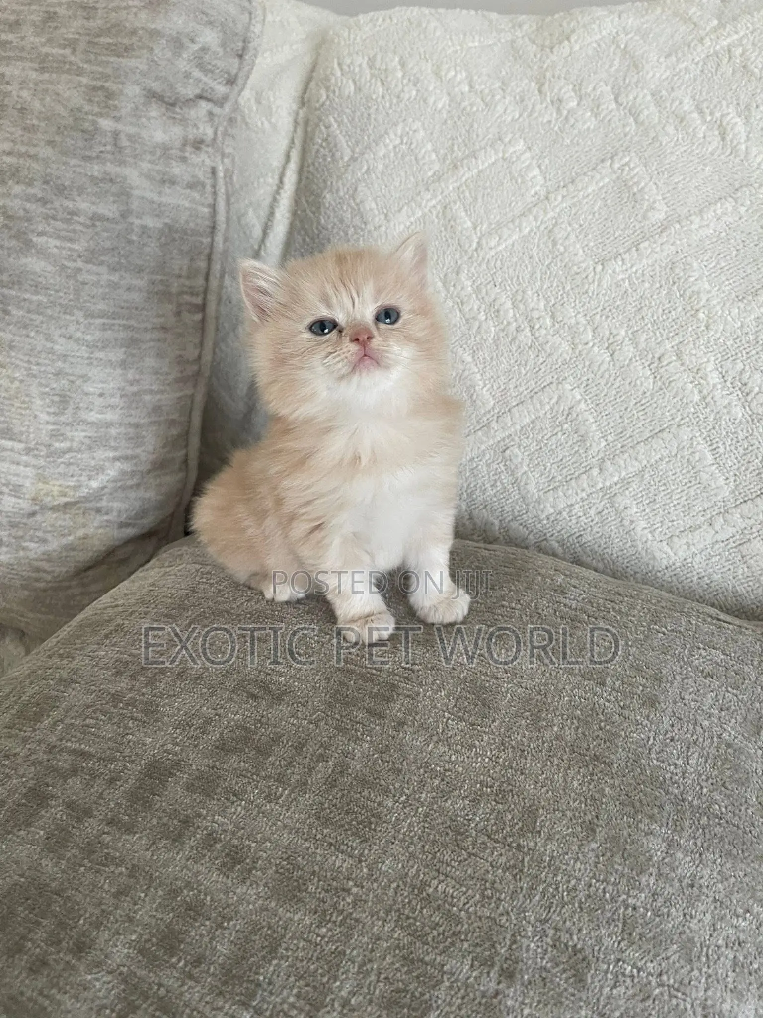 1-3 months Female Purebred Persian