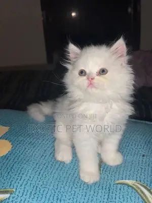 1-3 months Female Purebred Persian