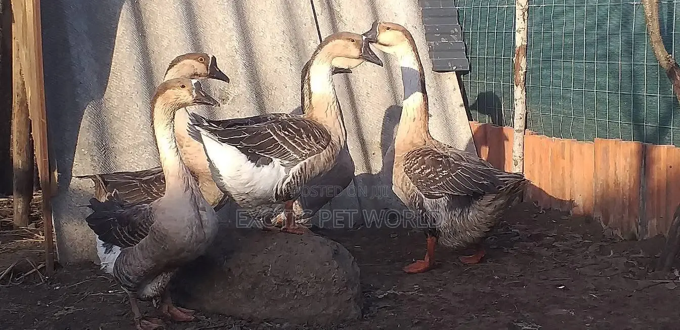 Chinese Geese
