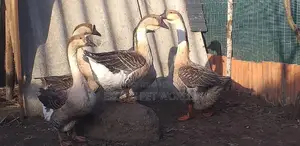 Chinese Geese