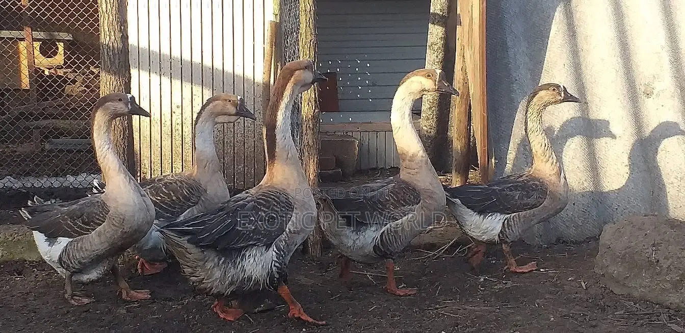 Chinese Geese