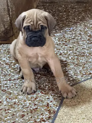 0-1 month Male Purebred Mastiff