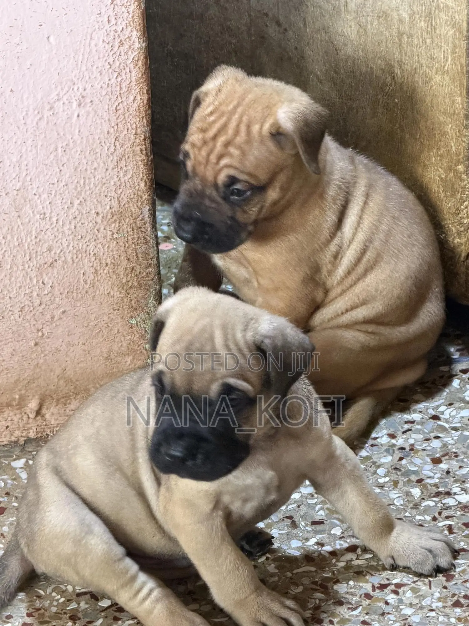 0-1 month Male Purebred Mastiff