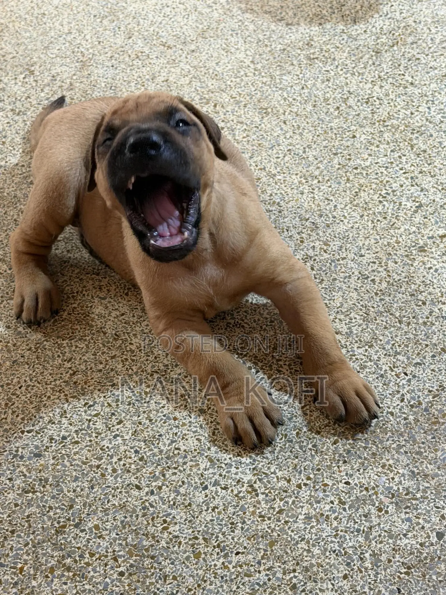 0-1 month Male Purebred Mastiff