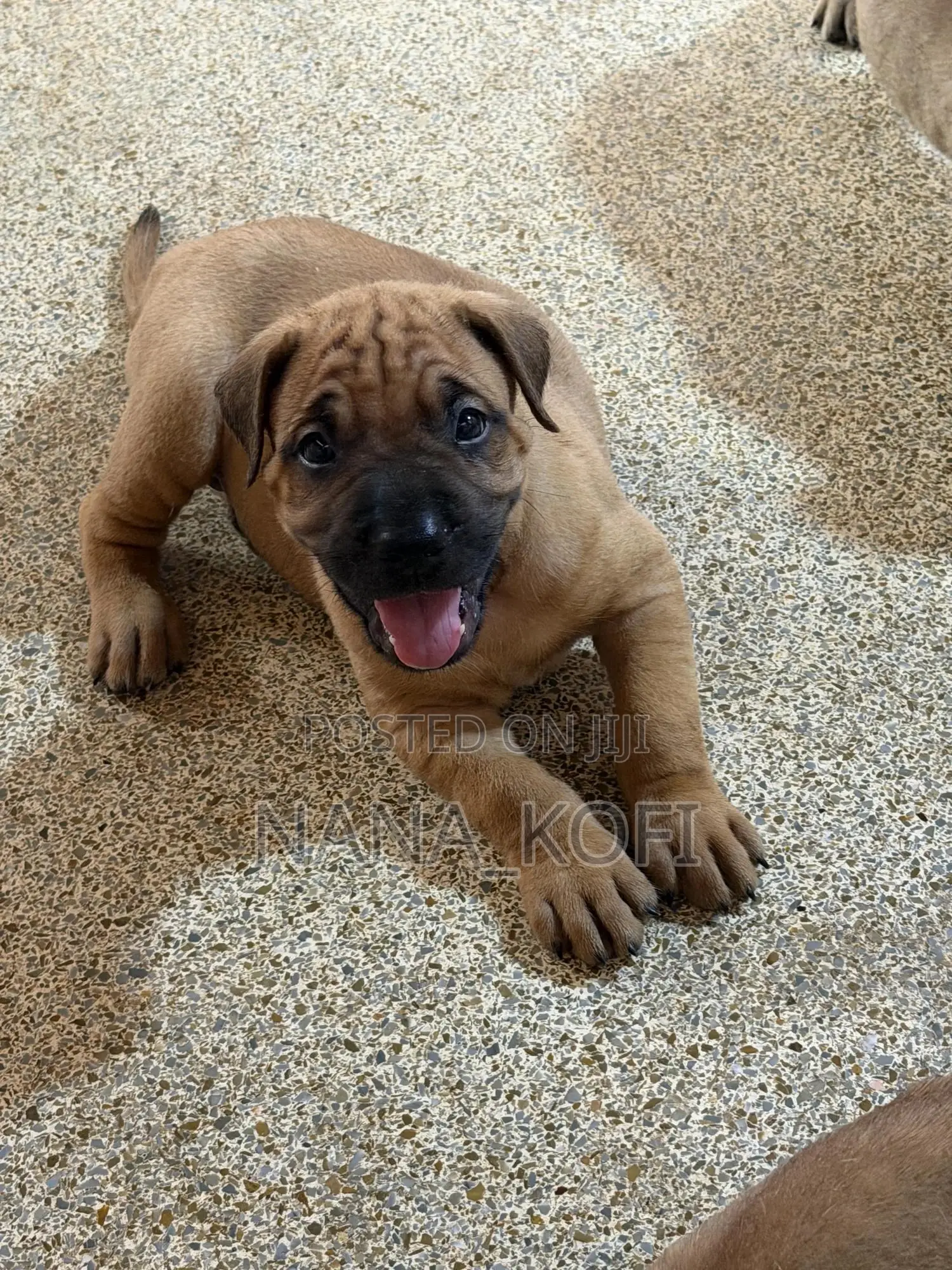 0-1 month Male Purebred Mastiff