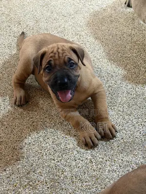 0-1 month Male Purebred Mastiff