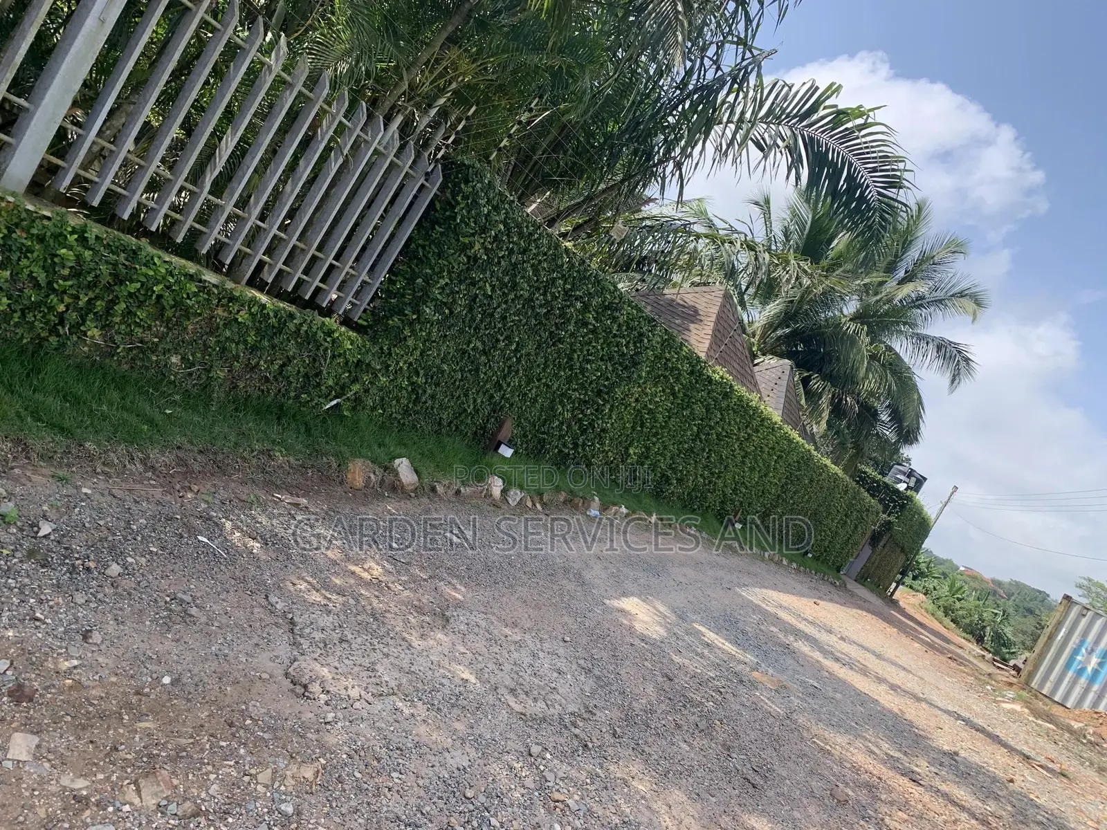 Wall Ficus For Sale