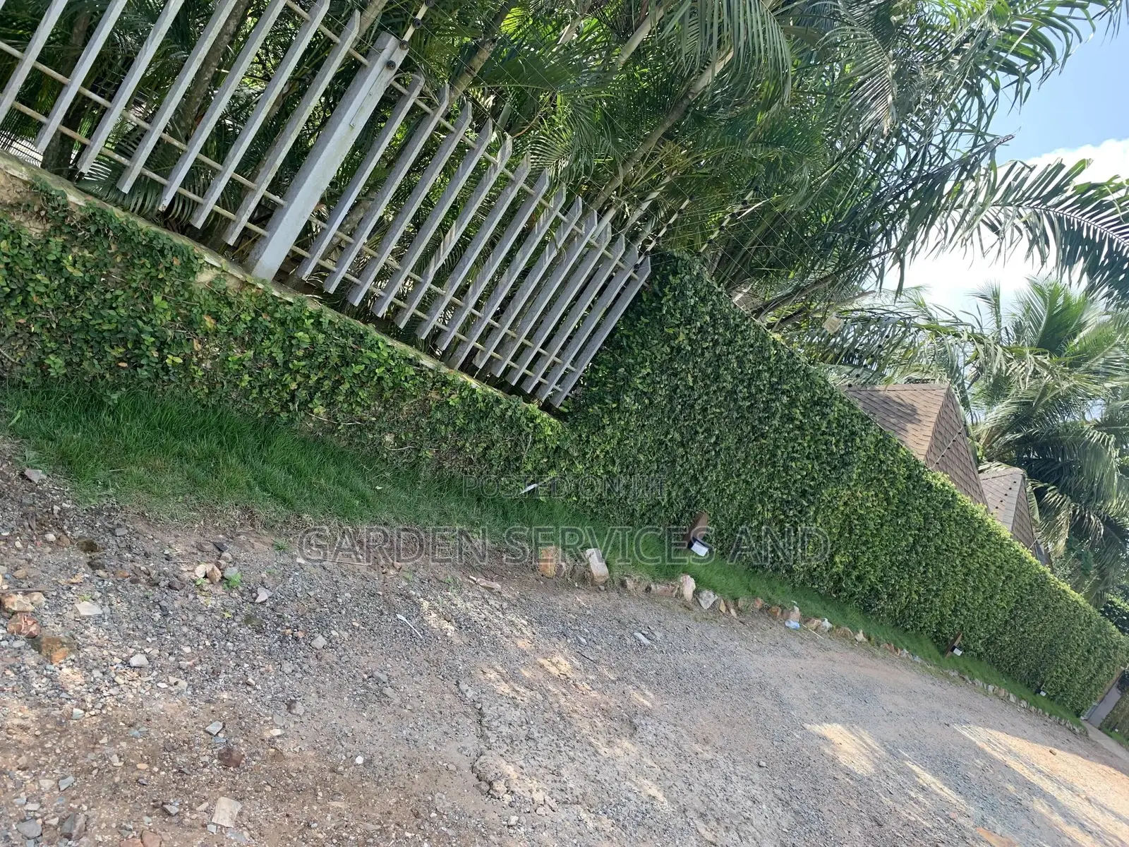 Wall Ficus For Sale