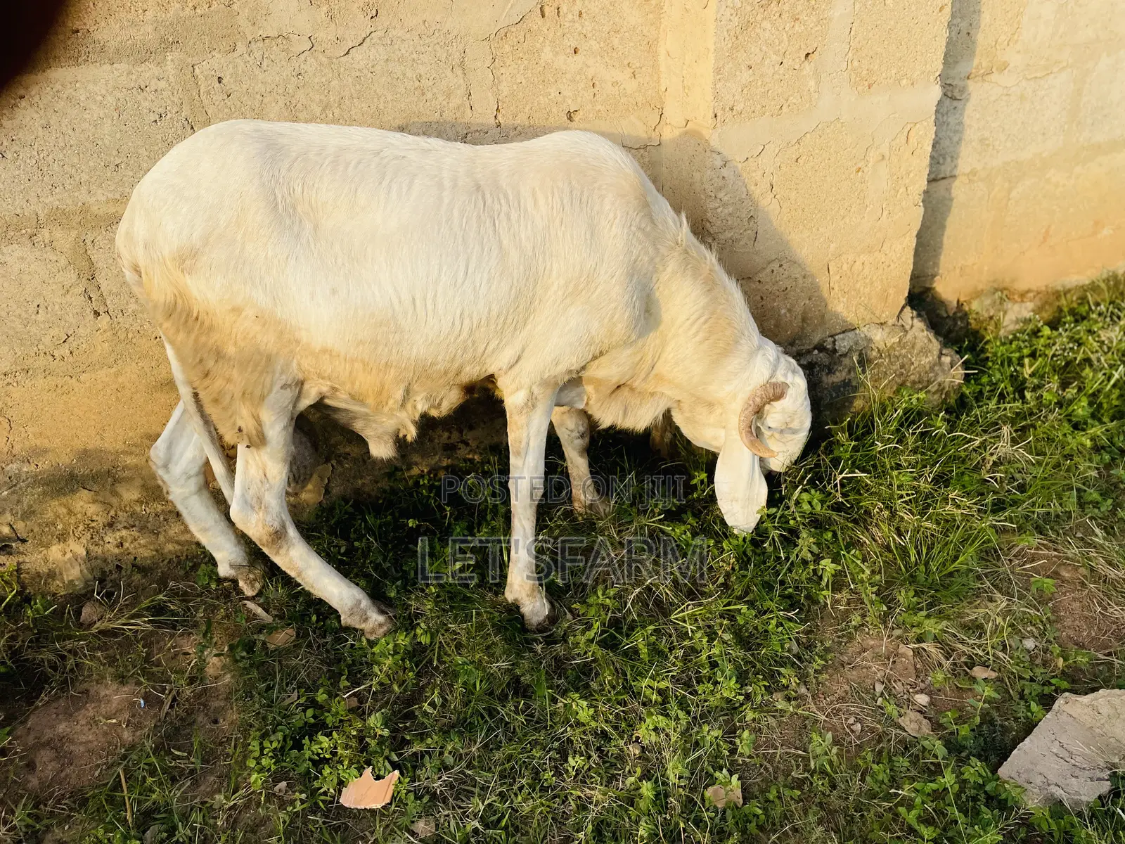 Balami Ram