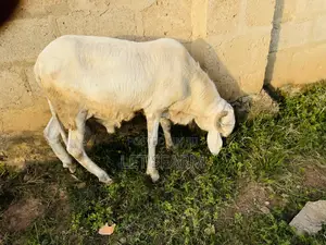 Balami Ram