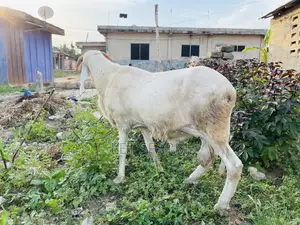 Balami Ram