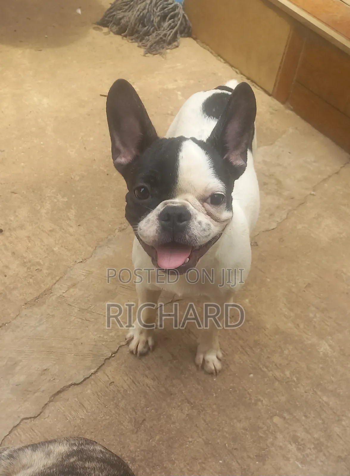1-3 months Male Purebred French Bulldog