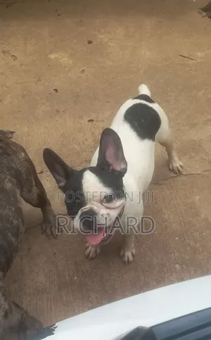1-3 months Male Purebred French Bulldog