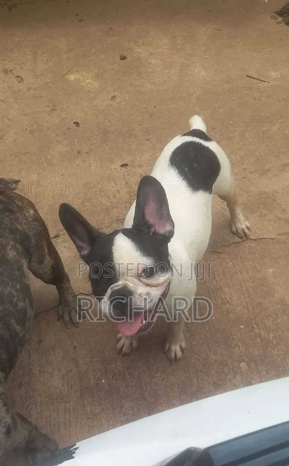 1-3 months Male Purebred French Bulldog