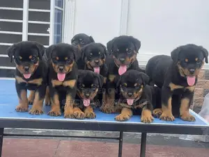 0-1 month Female Purebred Rottweiler