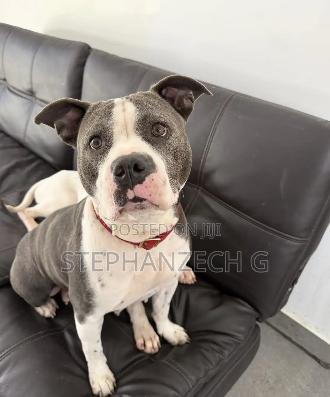 3-6 months Female Purebred American Bully