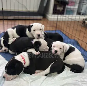 1-3 months Female Purebred American Bully