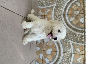 1-3 months Male Purebred Maltese