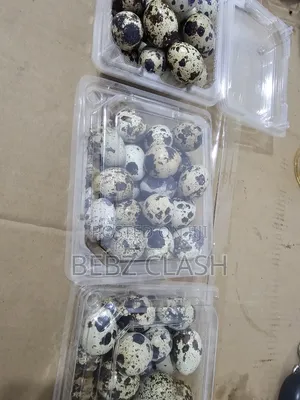 Quail Eggs for Sale in Koforidua