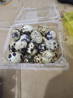 Quail Eggs for Sale in Koforidua