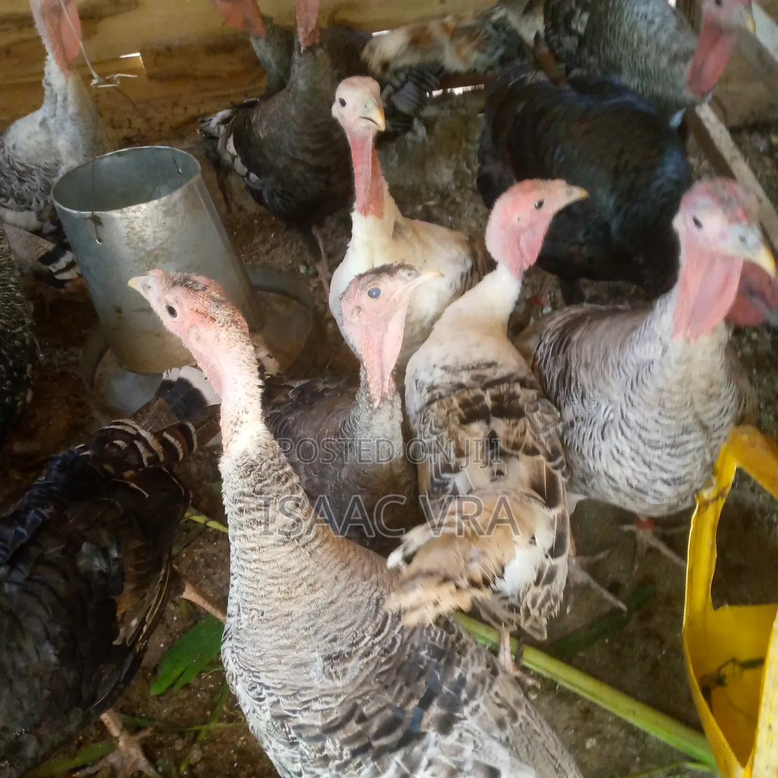 Male and Female Local Turkey