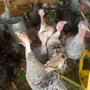 Male and Female Local Turkey