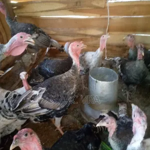 Male and Female Local Turkey