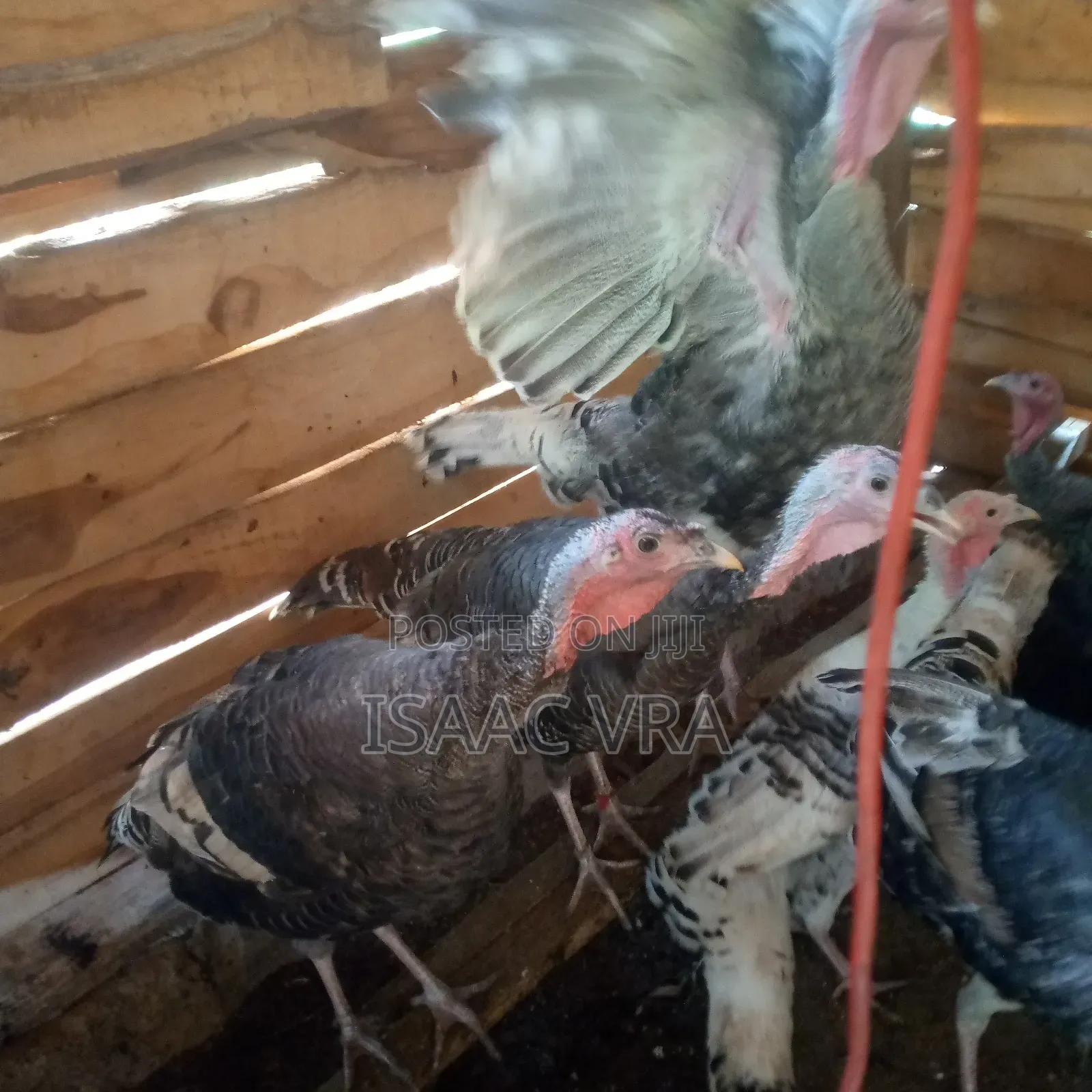 Male and Female Local Turkey