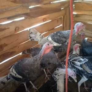 Male and Female Local Turkey