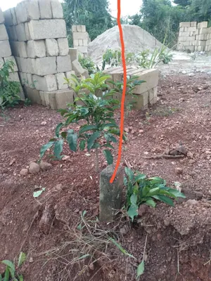 Lands for Sale Ejisu Besease. 45,000